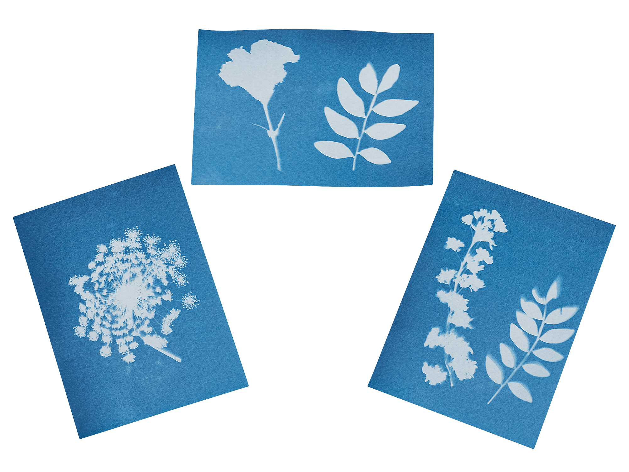310571_Bluetenpresse_BM_04.png